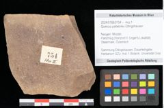 Foto (Objekt + Etikett) von Quercus palaeoilex Ettingshausen (NHMW-GEO-2024-0188-0754)